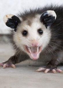 Cute Opossum Gifts On Zazzle