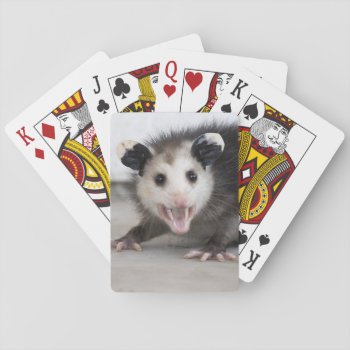 Cute Baby Opossum Photo Playing Cards by snrklz at Zazzle