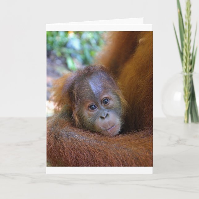 Cute baby Orangutan Card (Front)