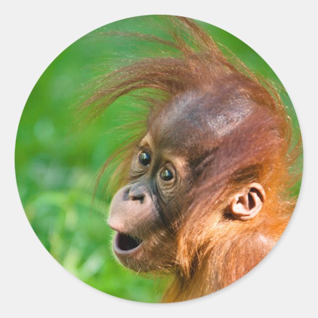Cute baby orangutan classic round sticker (Front)