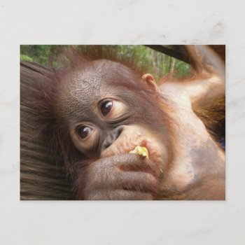 Cute Baby Orangutan Dreams Of Mommy Postcard by Rebecca_Reeder at Zazzle