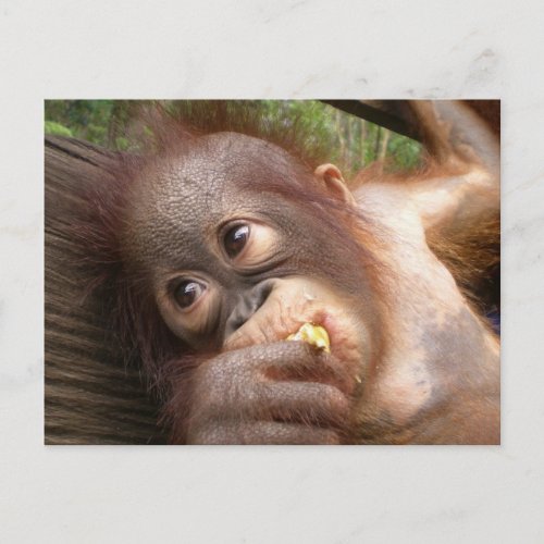 Cute Baby Orangutan Dreams of Mommy Postcard