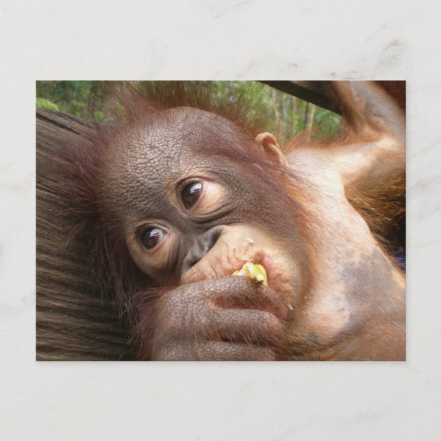 Cute Baby Orangutan Dreams of Mommy Postcard (Front)