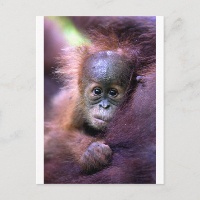 Cute baby orangutan in Sumatra Postcard (Front)