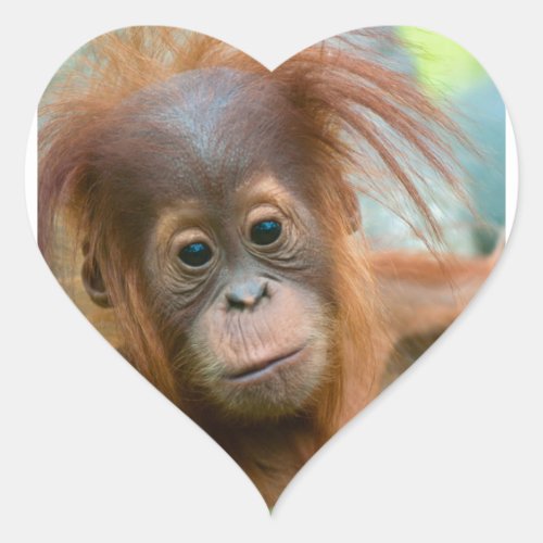 Cute Baby Orangutan looking straight ahead Heart Sticker