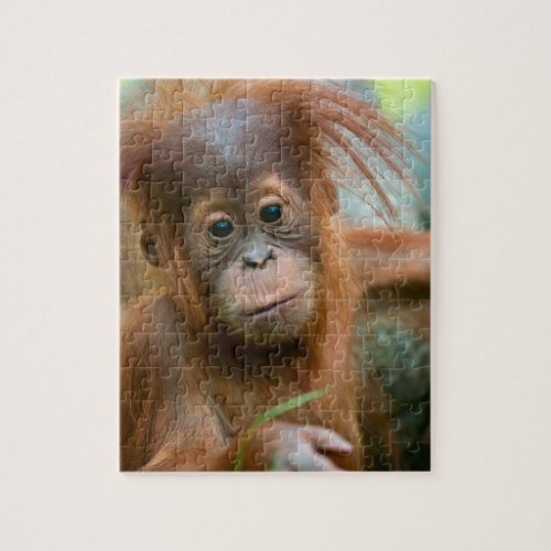 Cute Baby Orangutan looking straight ahead Jigsaw Puzzle