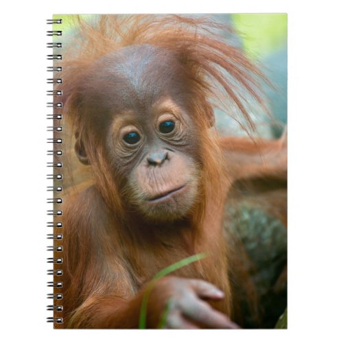 Cute Baby Orangutan looking straight ahead Notebook