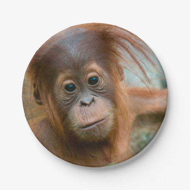 Cute Baby Orangutan looking straight ahead Paper Plates (Front)