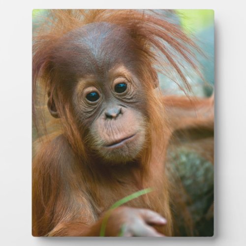 Cute Baby Orangutan looking straight ahead Plaque