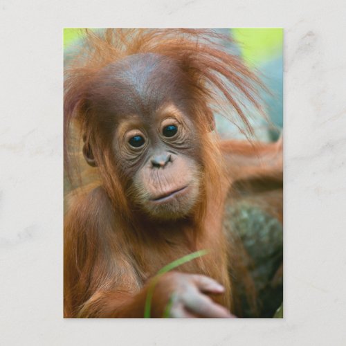 Cute Baby Orangutan looking straight ahead Postcard