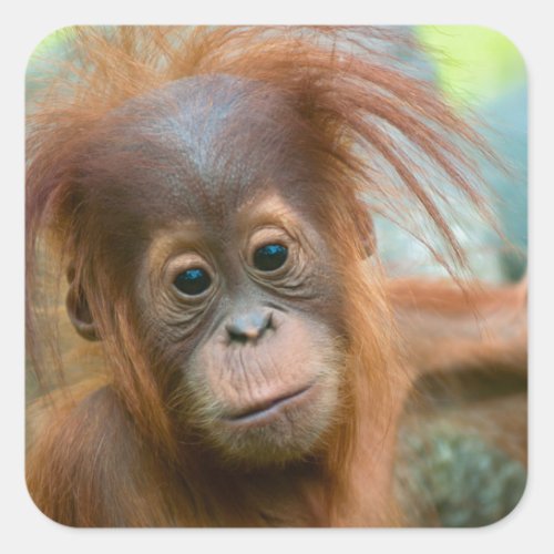 Cute Baby Orangutan looking straight ahead Square Sticker
