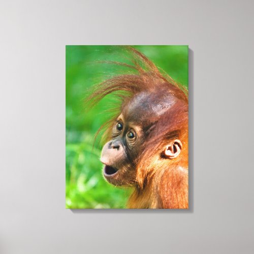 Cute baby orangutan looks on in wonder canvas print