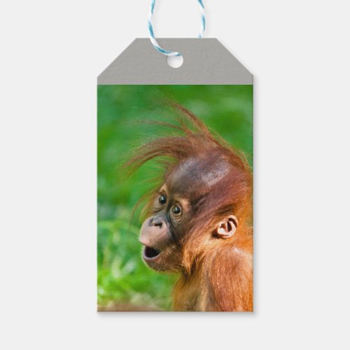 Cute baby orangutan looks on in wonder gift tags