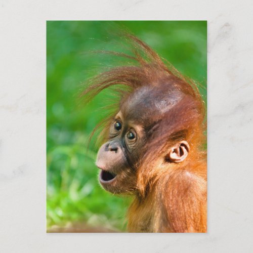 Cute baby orangutan looks on in wonder postcard