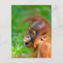 Cute baby orangutan looks on in wonder postcard