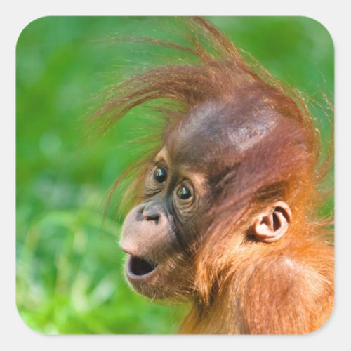 Cute baby orangutan looks on in wonder square sticker