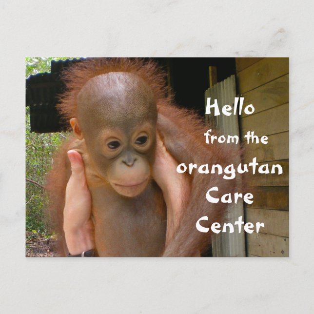 Cute Baby Orangutan Orphan Postcard (Front)