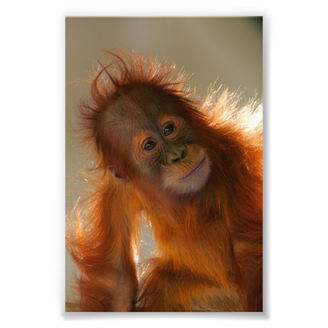Cute Baby Orangutan Photo Print (Front)