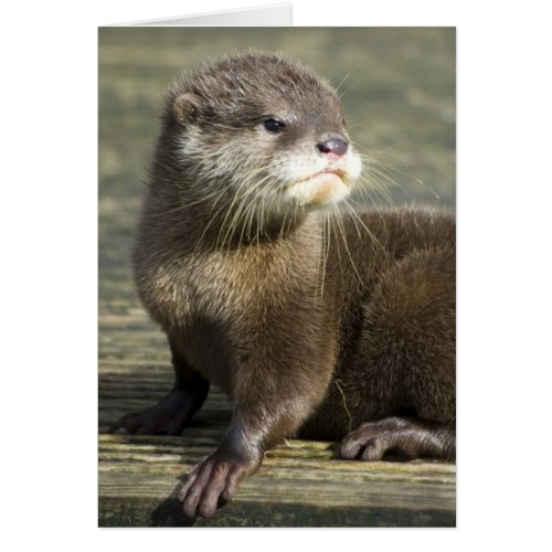 Cute Baby Otter