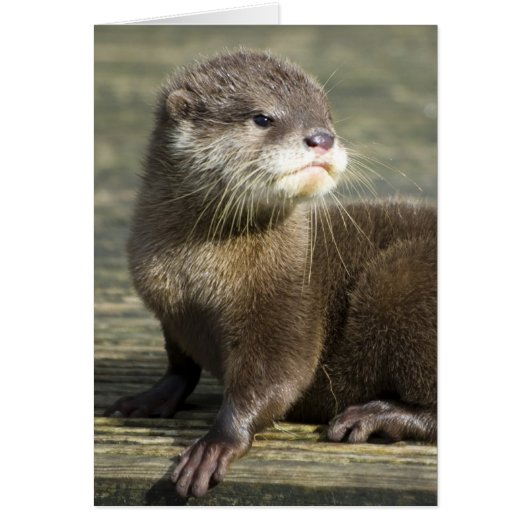 Cute Baby Otter Cards (Front)