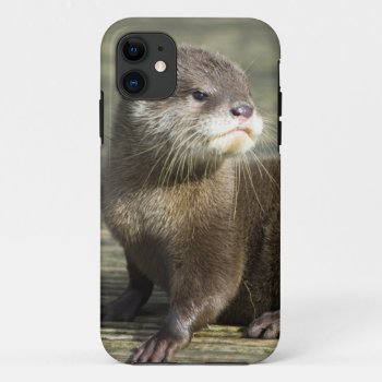 Cute Baby Otter Iphone 11 Case by PhotographyByPixie at Zazzle