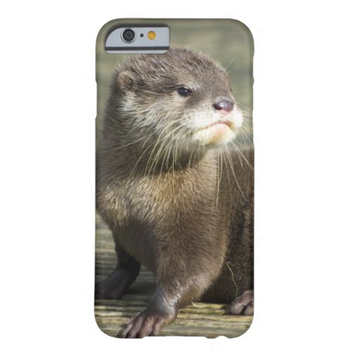 Cute Baby Otter Barely There iPhone 6 Case