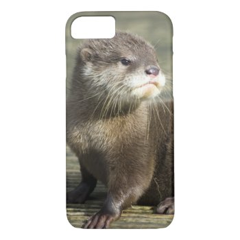 Cute Baby Otter Iphone 8/7 Case by PhotographyByPixie at Zazzle