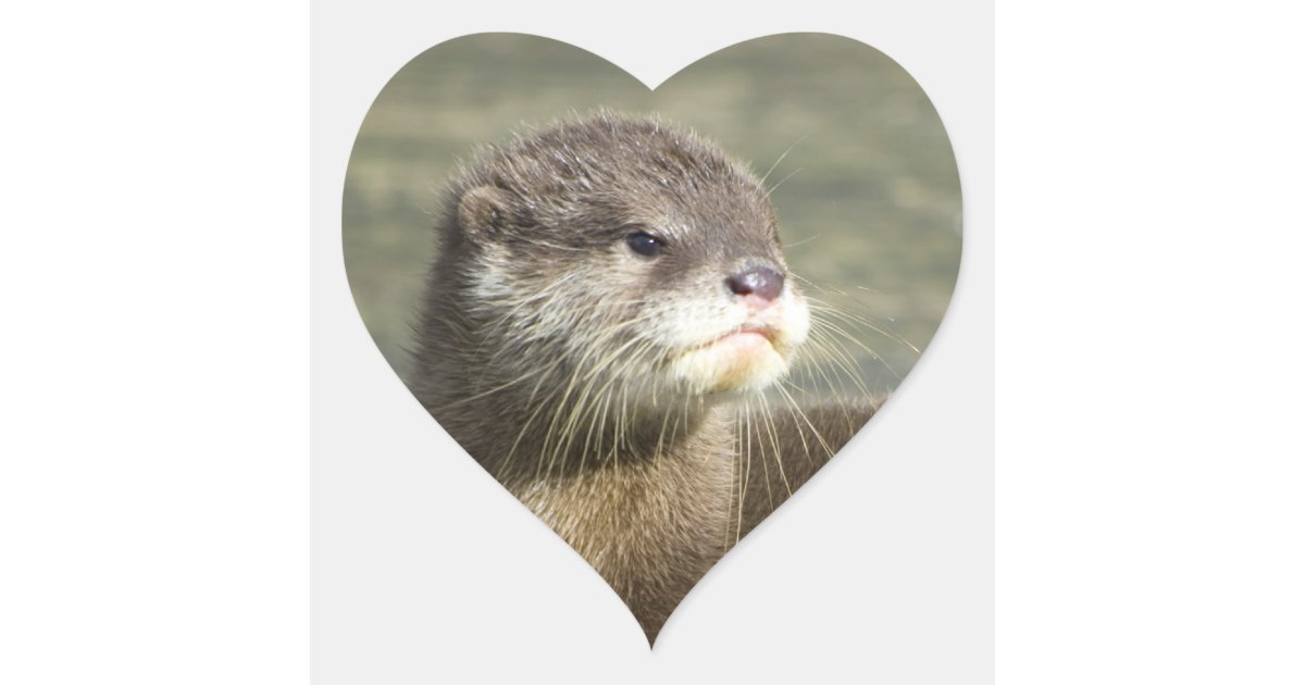 cute baby river otter