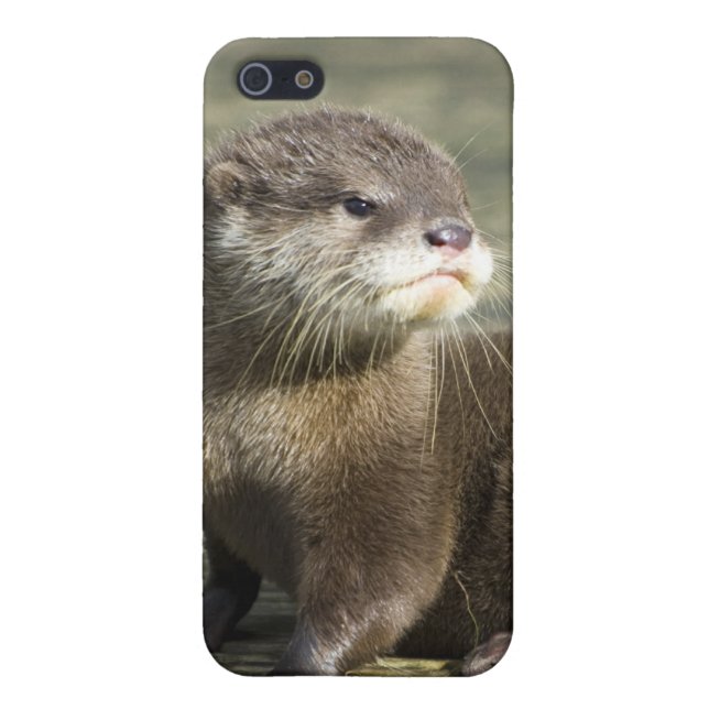 Cute Baby Otter iPhone Case (Back)