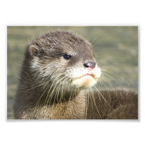 Cute Baby Otter Photo Print