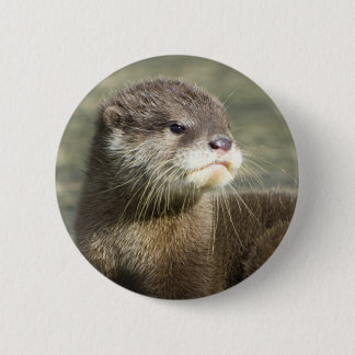 Cute Baby Otter Pinback Button