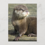 Cute Baby Otter Postcard at Zazzle