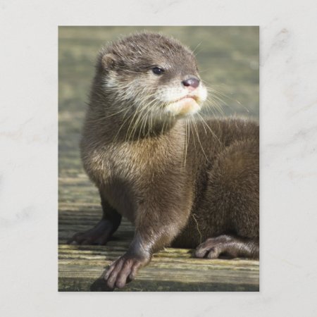 Cute Baby Otter Postcard