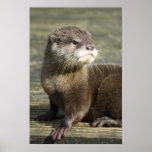 Cute Baby Otter Poster at Zazzle