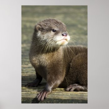 Cute Baby Otter Poster by PhotographyByPixie at Zazzle
