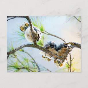 Cute Baby Owls Blank All Occasion Holiday Postcard