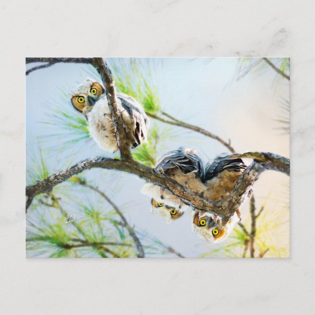 Cute Baby Owls Blank All Occasion Holiday Postcard (Front)