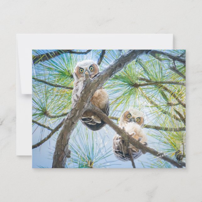 Cute Baby Owls Wildlife Photography Modern Note Card (Front)