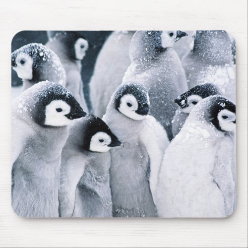 cute baby penguin penguins design mouse pad