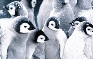 Baby Emperor Penguins Cute Home Décor Furnishings Pet Supplies