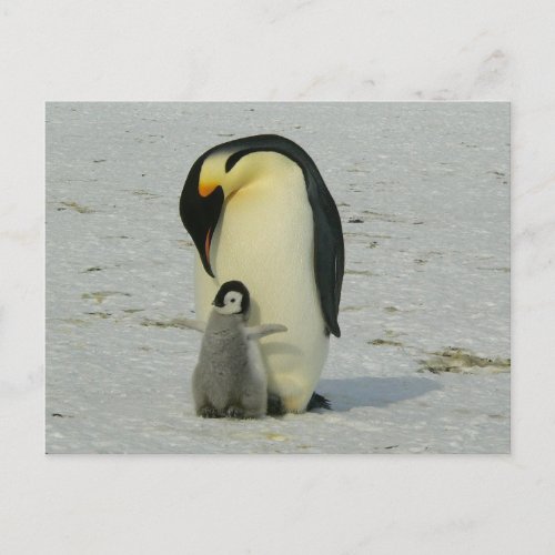 cute baby penguin with his mother postcard