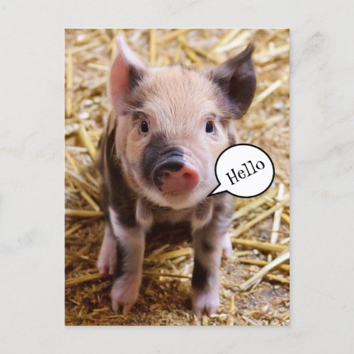 Cute Baby Pig Saying Hello Postcard