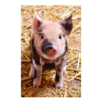 Cute Baby Piglet Farm Animals Babies Flyer