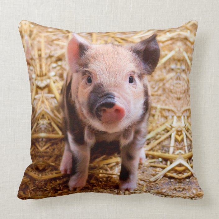 piglet pillow pet