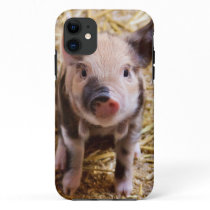 Cute Baby Piglet Farm Animals Barnyard Babies iPhone 11 Case