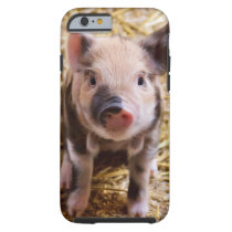 Cute Baby Piglet iPhone 6 Case