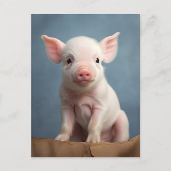 Cute Baby Piglet Pig - Funny Farm Animals Postcard by azlaird at Zazzle