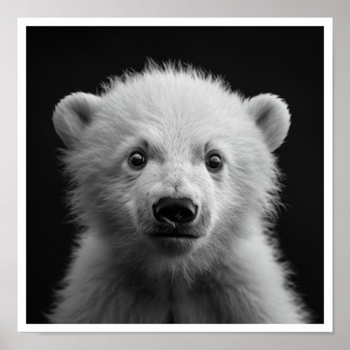 Cute Baby Polar Bear _ Black and White Poster