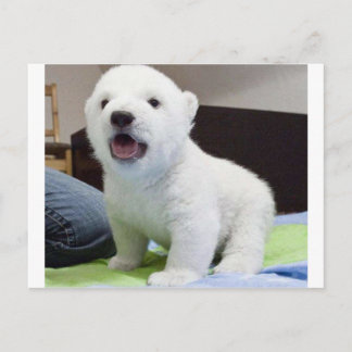 cute baby polarbear postcard