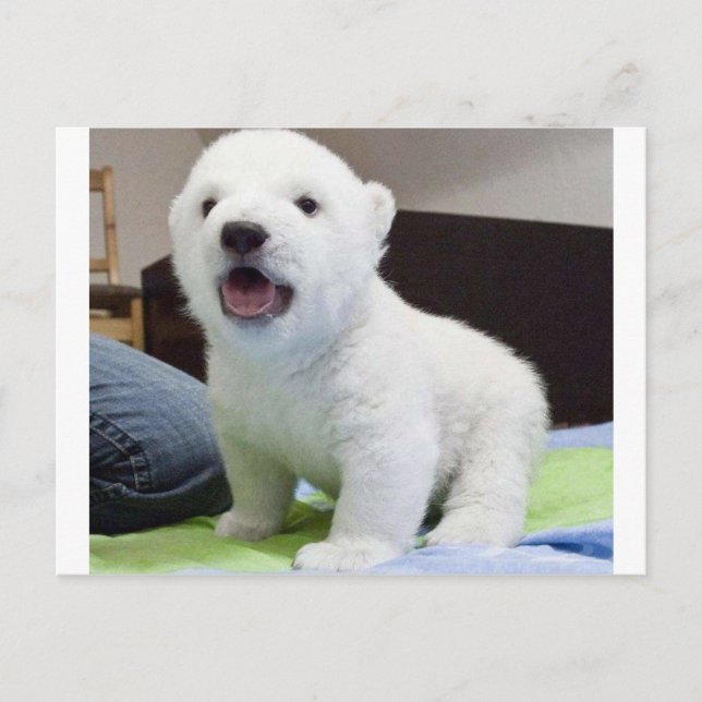 cute baby polarbear postcard (Front)